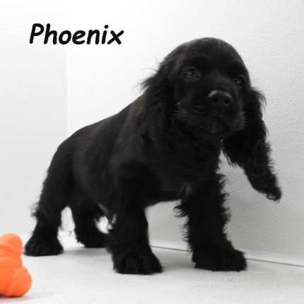 puppy, for, sale, Cocker Spaniel, Joe & Cherri  Overlease, dog, breeder, Miller, MO, dog-breeder, puppy-for-sale, forsale, nearby, find, puppyfind, locator, puppylocator, aca